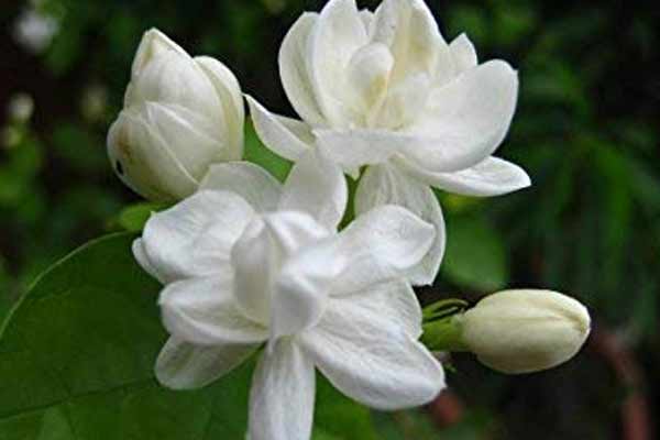 Jasmine
