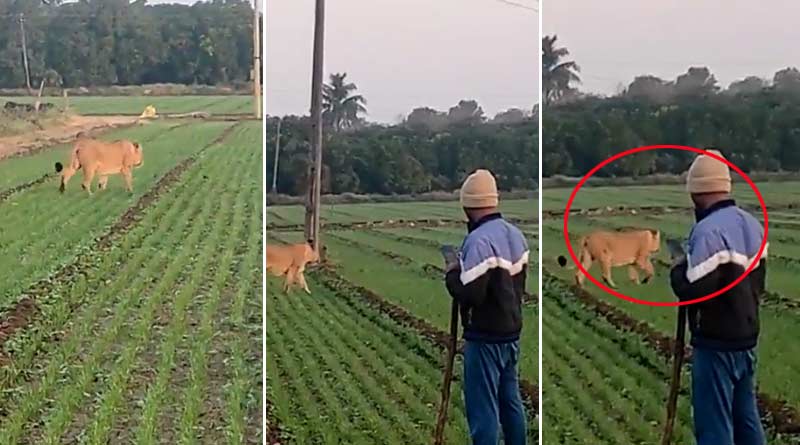 Lioness roaming at public place in Gujarat, people looks from near distance and record video | Sangbad Pratidin