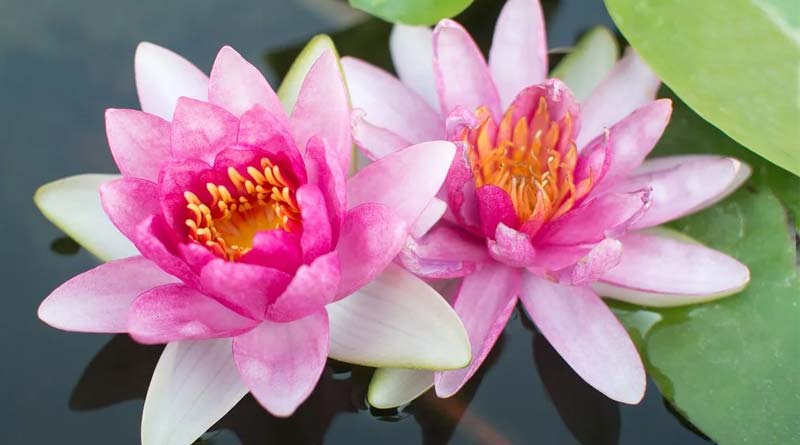 Lotus