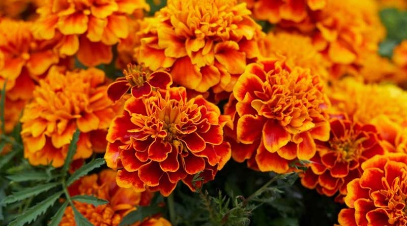 Marigold