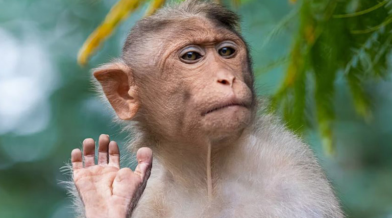 China to send monkeys into space। Sangbad Pratidin
