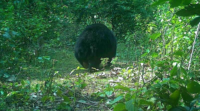 Beer spotted in Purulia forest | Sangbad Pratidin