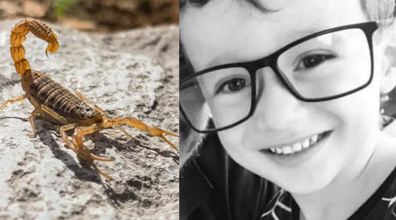 Seven years old boy dies after seven heart attacks when stung by scorpion in Brazil | Sangbad Pratidin