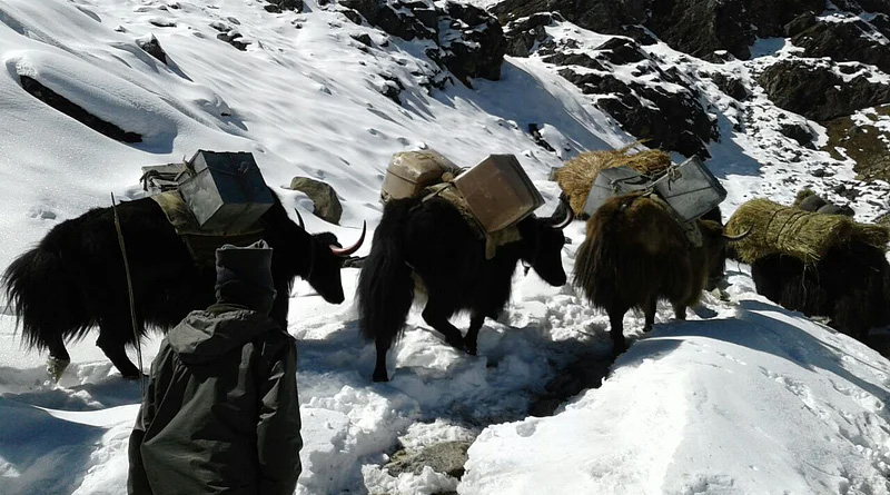 ITBP yak and pony gets medal for carrying ammunition in LAC | Sangbad Pratidin
