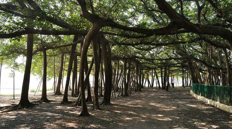 Botanical Garden faces erosion threat from Ganges, environmentalists concerned | Sangbad Pratidin