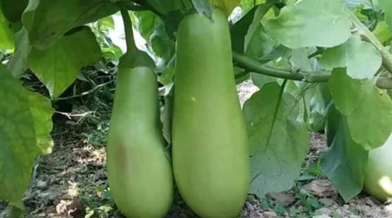 Nawabganj's special Eggplant is being sold at a high price in Malda | Sangbad Pratidin