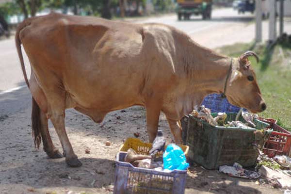 Cow