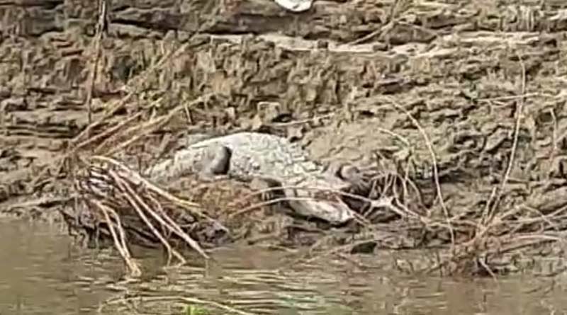 Crocodile