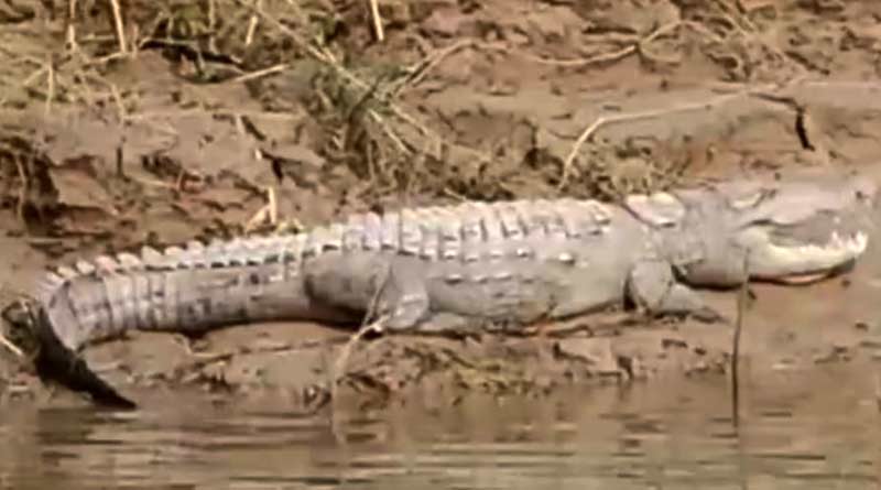 Crocodile enters into a local pond from a river, people caged it during 8 hours of fighting in South 24 Parganas | Sangbad Pratidin