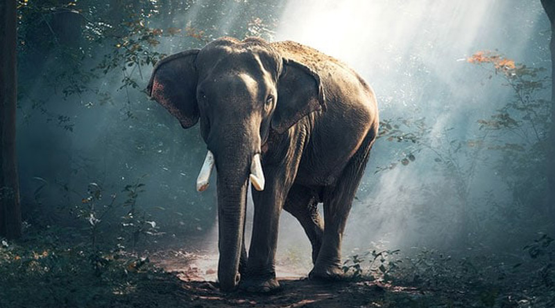 Body of two elephant found in Dooars | Sangbad Pratidin