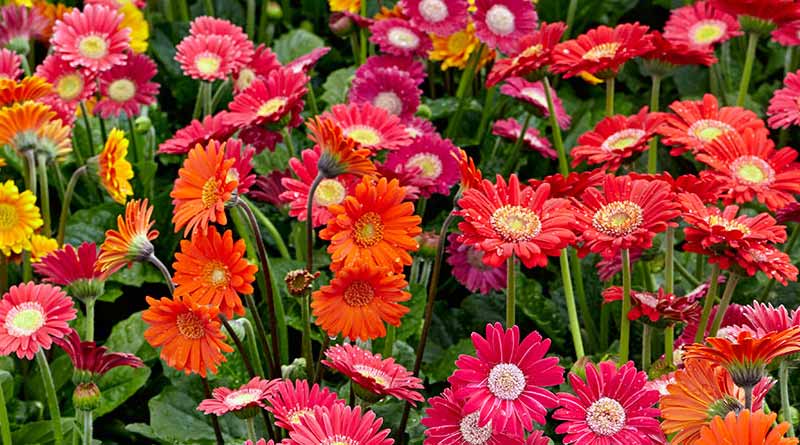 Expert share tips for farming gerbera flower । Sangbad Pratidin