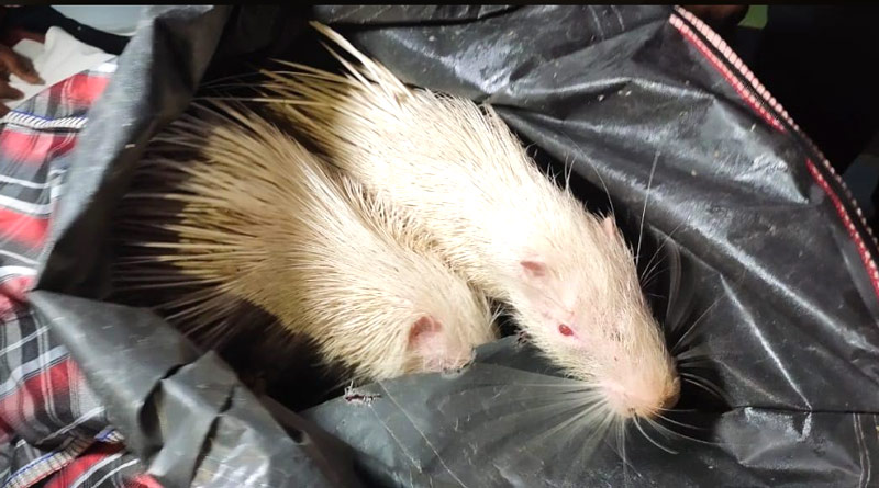 Attempt to smuggle a rare species of Himalayan porcupine, 3 arrested | Sangbad Pratidin