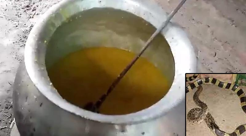 Snake in the mid-day meal! two children fell sick after eating food in Ghatal | Sangbad Pratidin