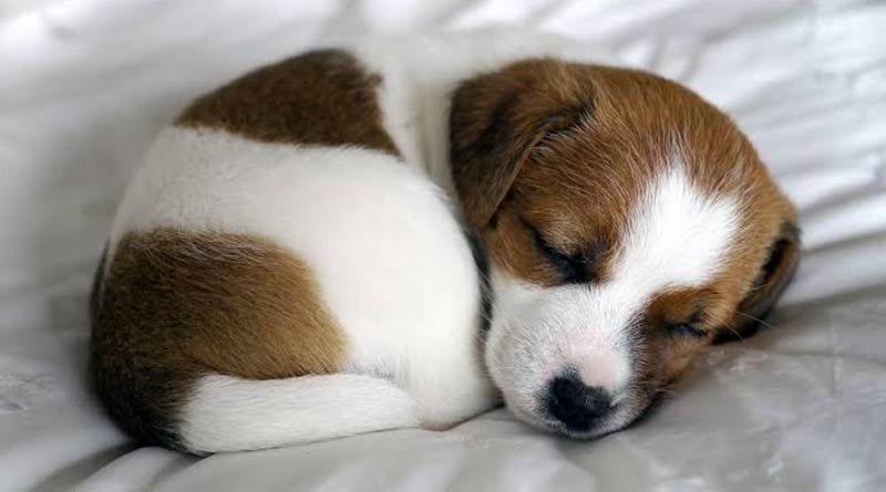 UP Drunk man chops tail, ear of puppies and eats them with salt | Sangbad Pratidin
