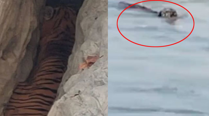 Panic among devotees after tiger spotted at Umananda island in Assam। Sangbad Pratidin