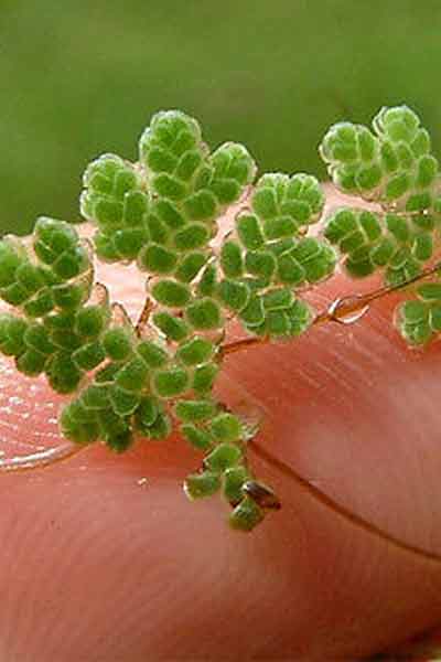 Azola