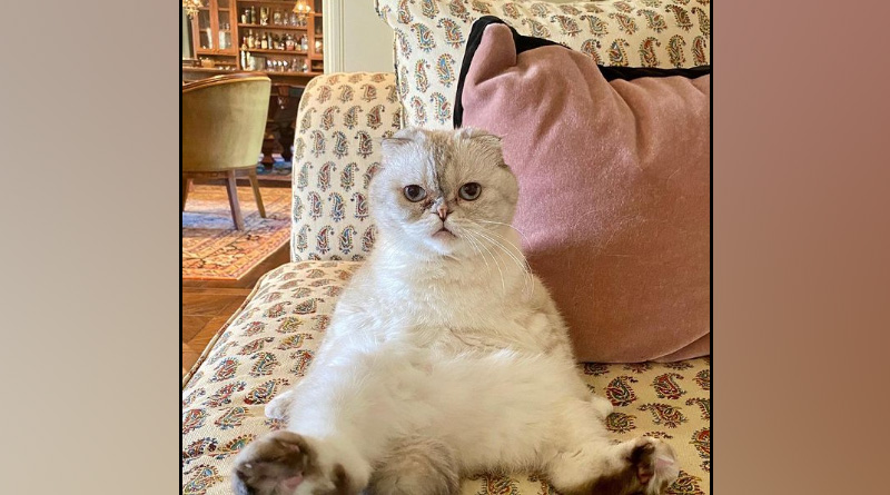 Taylor Swift's cat Olivia Benson is 3rd richest pet in world | Sangbad Pratidin