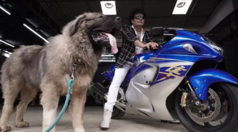 Bengaluru man buys rare breed dog for Rupees 20 crore | Sangbad Pratidin