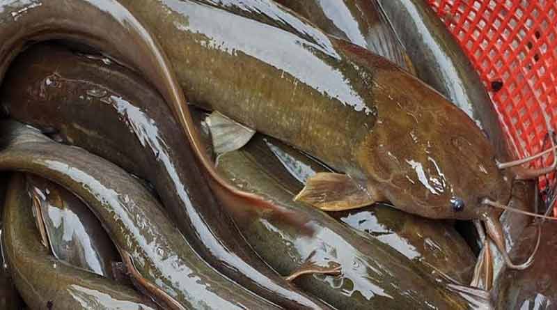 Here are procedure of farming cat fish । Sangbad Pratidin