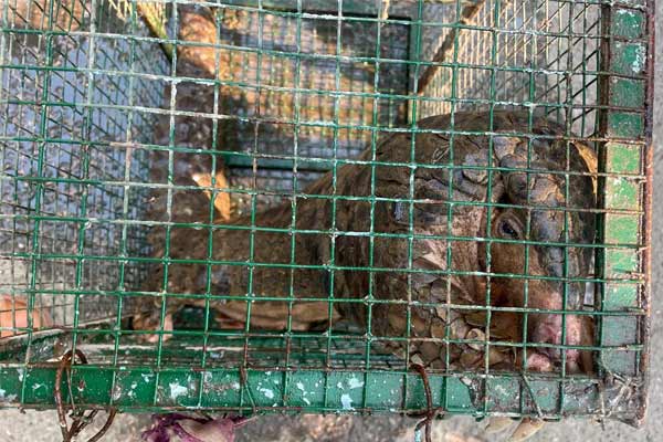Pangolin