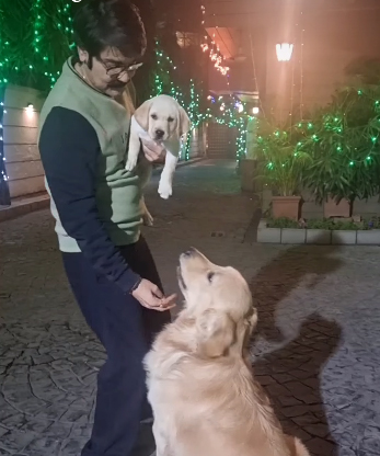 Prosenjit-Dog-2
