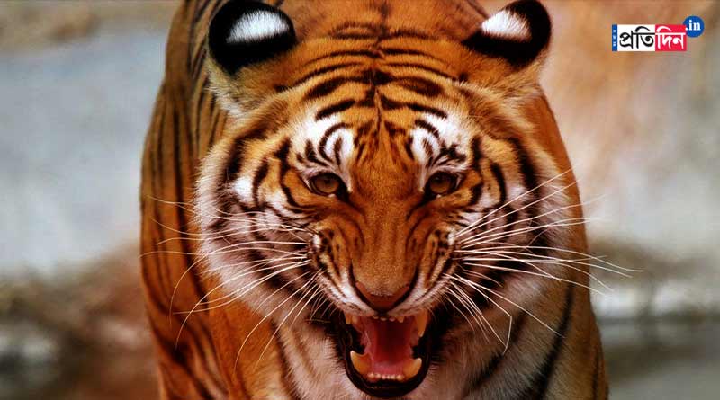 A Tiger Attacks Circus Trainer and Bites His Neck During a Live Performance in Italy | Sangbad Pratidin