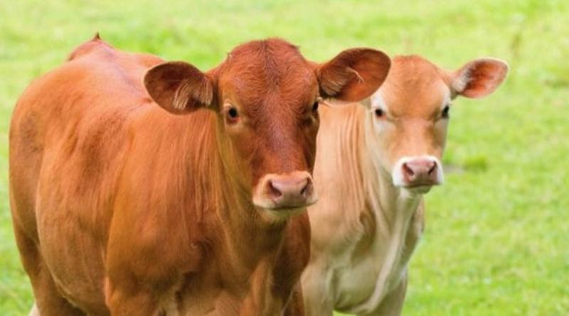 Israel allegedly sending cow to spy on Palestine | Sangbad Pratidin