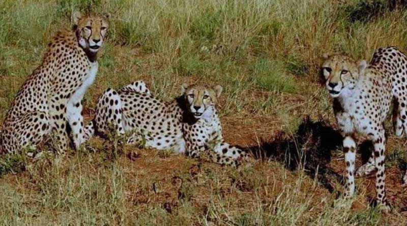 Twelve more African Cheetahs land to Kuno National Park, Madhya Pradesh from South Africa | Sangbad Pratidin