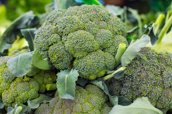Broccoli
