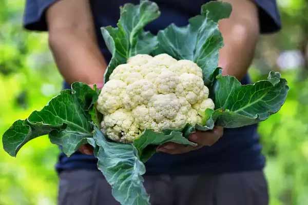 Cauliflower-Leaves
