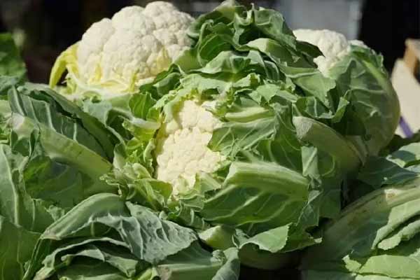 Cauliflower-Leaves