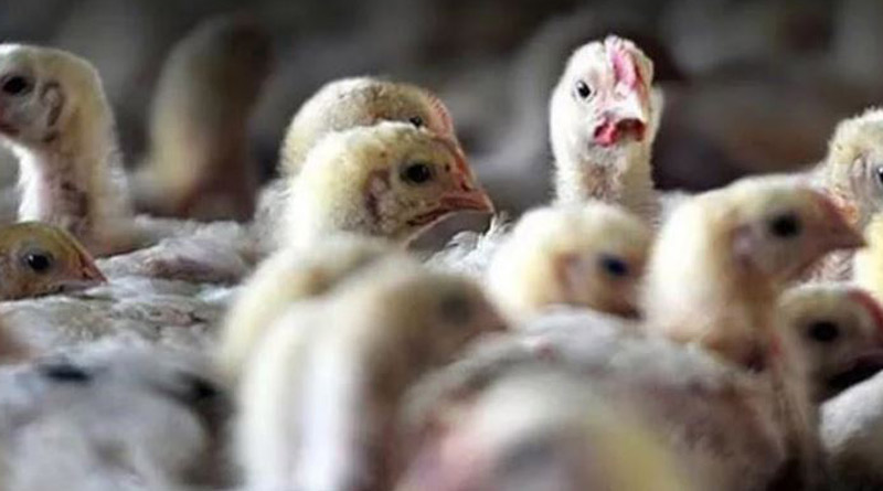 China records world's first human death from H3N8 bird flu, says WHO। Sangbad Pratidin