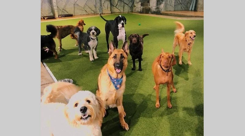 Financial fraud in the name of Dog creche, Complain lodged in Police station | Sangbad Pratidin