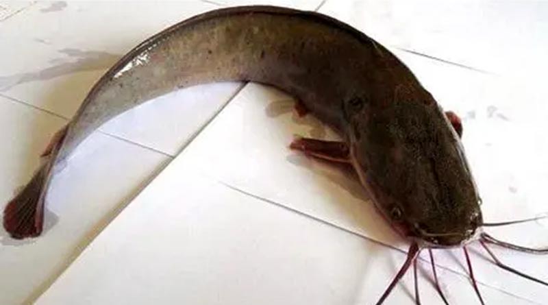 Here are some important information about deshi Singi fish farming । Sangbad Pratidin