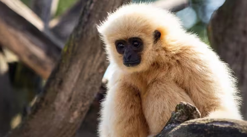 Isolated Gibbon became pregnant in her Zoo cage। Sangbad Pratidin