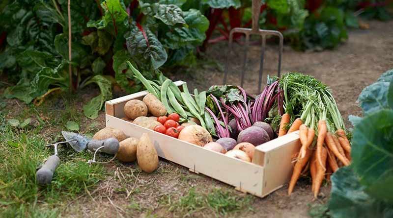 Tips of vegetable farming without using pesticides । Sangbad Pratidin