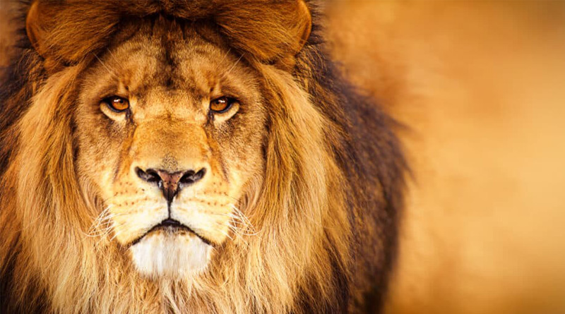 A Lion enters private company in Gujarat | Sangbad Pratidin