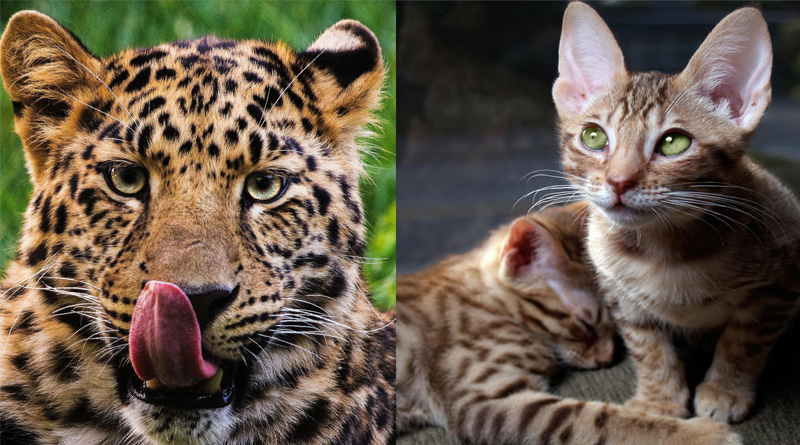 A Leopard and a Cat Trapped Together In Maharashtra Well | Sangbad Pratidin