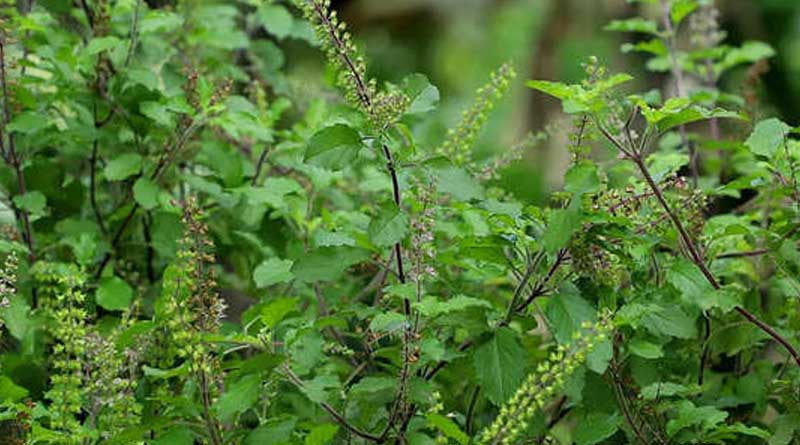 Rules and Regulations of picking Basil leaves, know details | Sangbad Pratidin