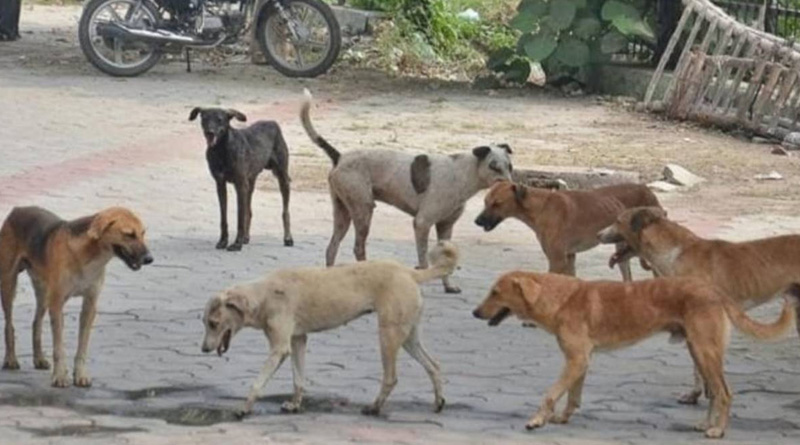 A minor boy allegedly attacked by Dog in Kolaghat | Sangbad Pratidin