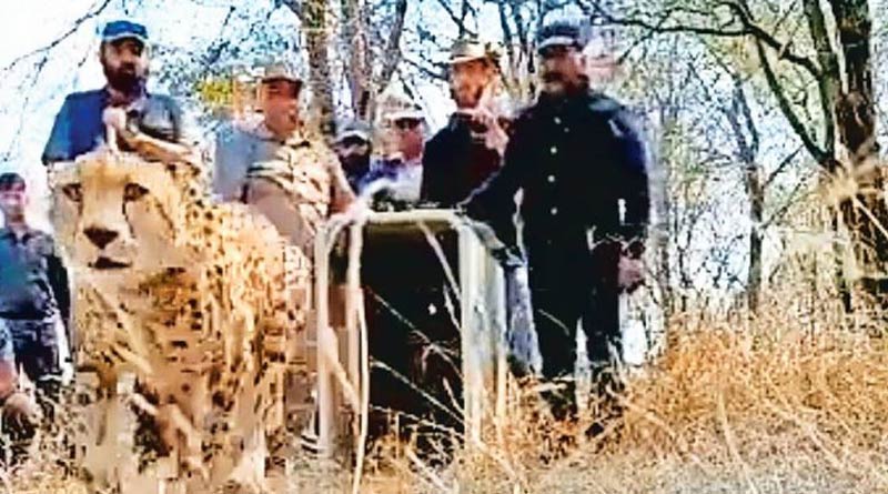 We do not have suitable habitat for cheetah in India, experts warn। Sangbad Pratidin