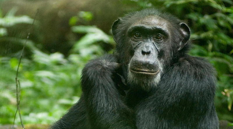 Viral Video of Young Chimpanzee Hurls Stones At Visitors and Gets Beaten By Mother | Sangbad Pratidin