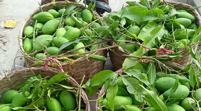 Bangladesh exports raw mangoes to Italy and Sweeden after huge demands | Sangbad Pratidin