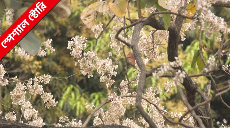 White Palash tree of Purulia valued 80 lac rupees | Sangbad Pratidin