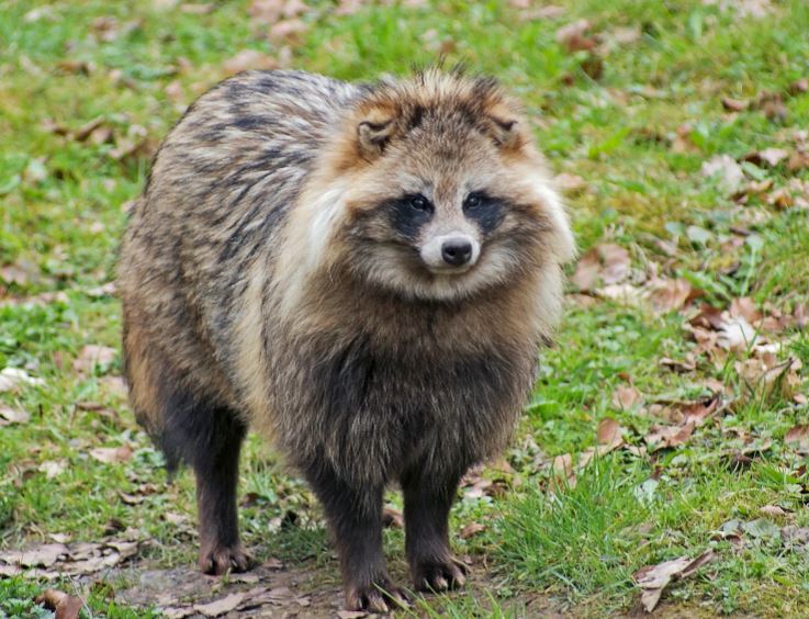 Racoon Dog