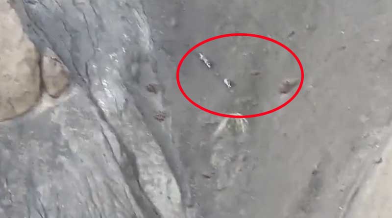 Snow leopard catches prey at hill, IFS officer's video goes viral | Sangbad Pratidin