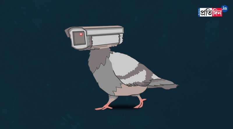 Camera installed with Pigeon's leg found from Odisha, allegedly spying | Sangbad Pratidin