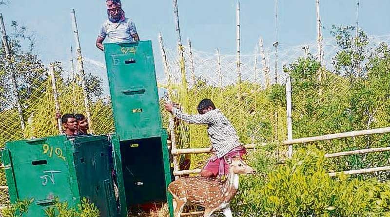 Royal Bengal Tiger in food crisis! Forest department released 100 deer in Sundarbans | Sangbad Pratidin