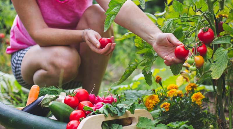 Here are some important tips to give fertilizer in kitchen garden । Sangbad Pratidin
