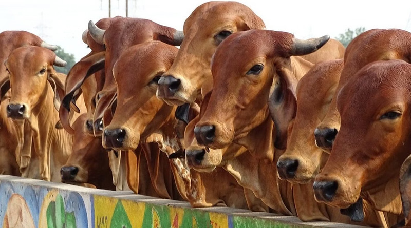 Gujarat: Ahmedabad to have a crematorium for cow | Sangbad Pratidin